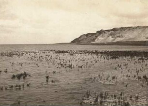 Sylt. Watt mit Quellenvegation am Morsum-Kliff