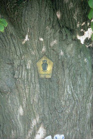 Stamm einer Linde mit Naturschutzzeichen