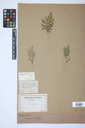 Selaginella braunii Baker
