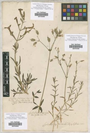 Lychnis