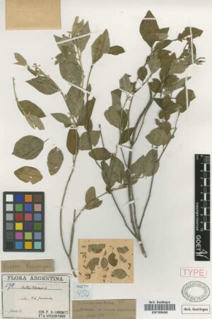 Croton hieronymi Griseb. [type]