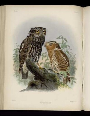 Plate LI. Scops Barbarus. [bis] Plate LX. Fulica Leucoptera.