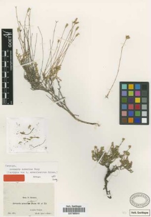 Arenaria armeriastrum Boiss. [isotype]