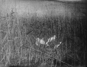 Jungvögel des Löffler : Neusiedler See, junge Löffler sitzen geschützt im Nest im Schilf.