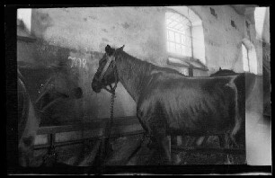 Schwarzes Pferd angebunden in einem Pferdstall (Seitansicht)