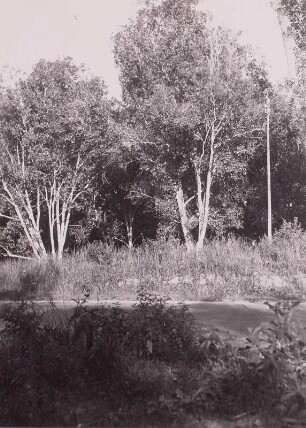 Gewürznelkenbäume, Sansibar : Sansibar (heute: Tansania). Gewürznelkenbäume, 1936
