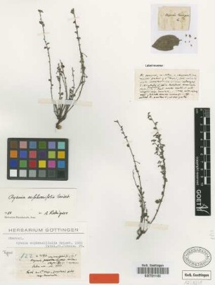 Ayenia euphrasiifolia Griseb. [holotype]