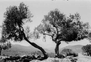 Landschaft : Landschaftsaufnahme aus Dalmatien.
