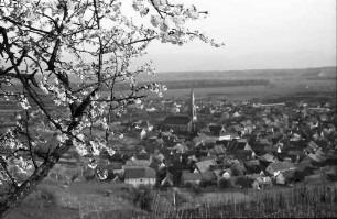 Ihringen: Blühender Kirschbaum und Blick auf den Ort