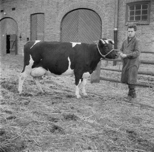 Institut für Tierzuchtforschung Dummerstorf. Zweite Rückkreuzung aus Jersey und Schwarzbunt. Milchkuh