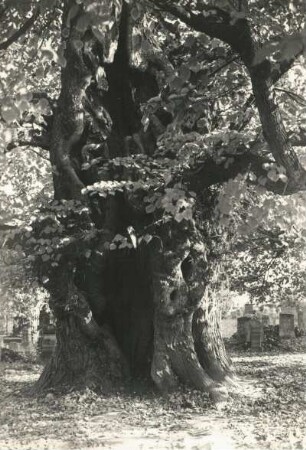 Friedhofslinde in Trebsen/Mulde