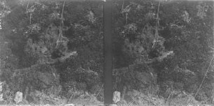 Knoblauchkröte : Knoblauchkröte (Pelobates fuscus).