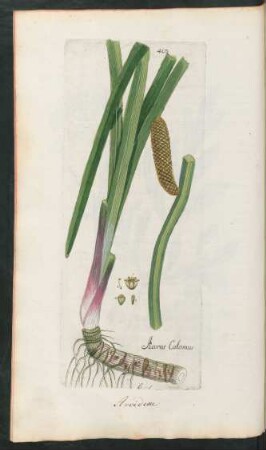 403. Acorus Calamus