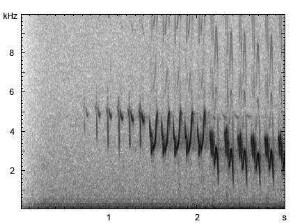 Buchfink | Fringilla coelebs - Gesang