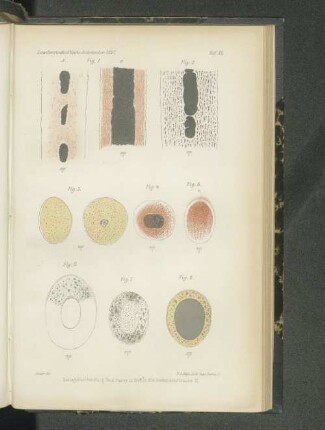 Tafel XI. Fig. 1. - Fig. 8.