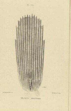 Plate LXXVIII. Scale of Machilis maritima.