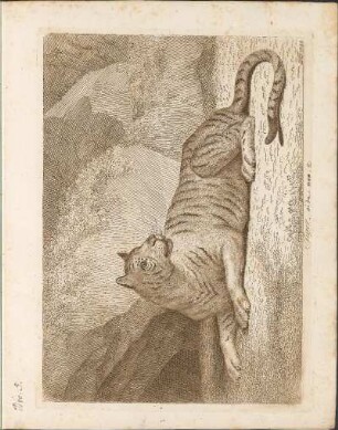 Nro 5: Tiger