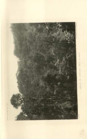 Taf. 1. Wald im Krater des Klabat
