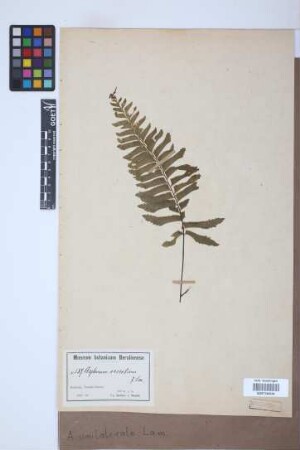 Asplenium unilaterale Lam.