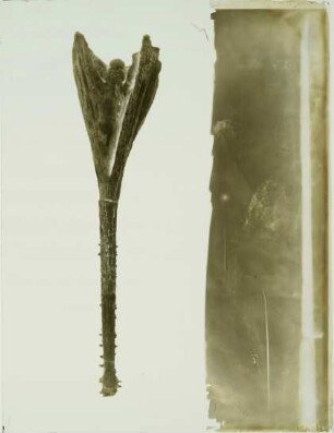 Mystriosuchus planirostris