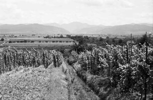 Tunsel: Blick auf Tunsel; durch die Weinberge auf den Belchen