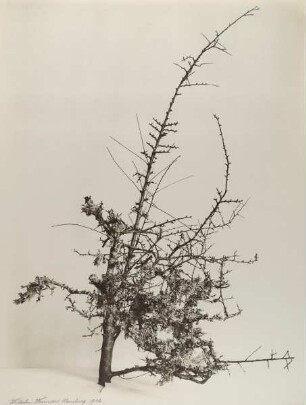 Schleedorn, mit Flechten bewachsen