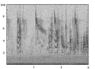 Orpheusspötter | Hippolais polyglotta - Gesang