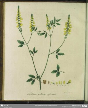 Trifolium Melilotus Officinalis. Gemeiner Melilotenklee