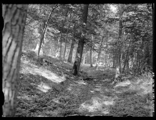 Keltenschanze bei Brehmen
