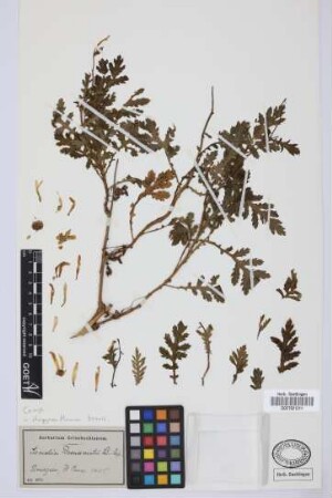 Ismelia broussonetii (Pers.) Sch.Bip.
