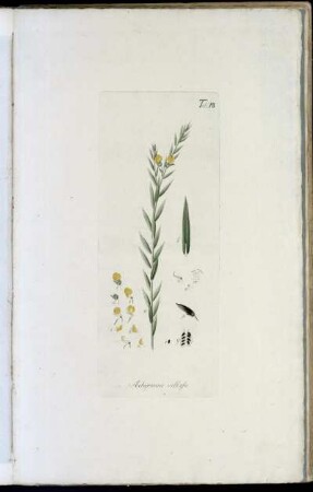 Tab. XII Achyronia villosa