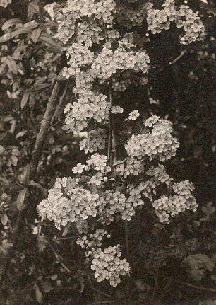 Frankreich. Lothringen. Rosaceae. Crataegus laevigata. Weissdorn, blühender Zweig bei Laix