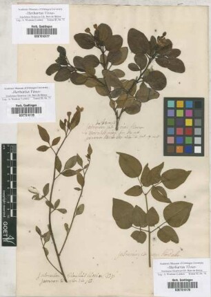 Jasminum