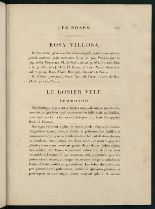 67-68, Rosa Villosa. Le Rosier Velu.