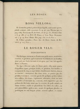 67-68, Rosa Villosa. Le Rosier Velu.