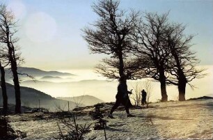 Schauinsland: Wetterbuchen; Hintergrund Feldberg