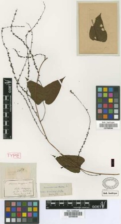 Dioscorea amazonum Mart. ex Griseb. [type]