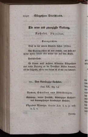 Die neun und zwanzigste Gattung. Kachelot. P h y s i t e r.