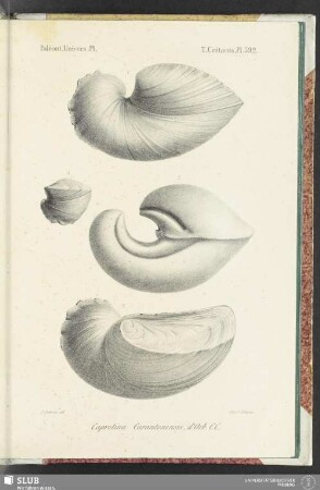 Pl. 592