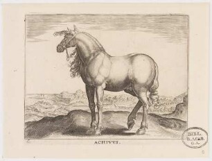 Pferd Achivuus