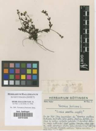 Veronica fruticans Jacq.