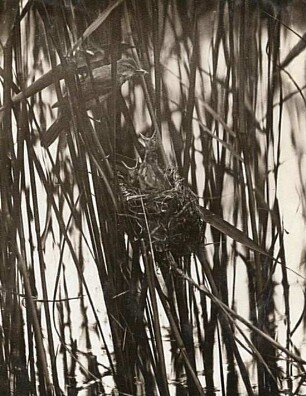 Drosselrohrsänger (Acrocephalus arundinaceus L.) beim Füttern am Nest