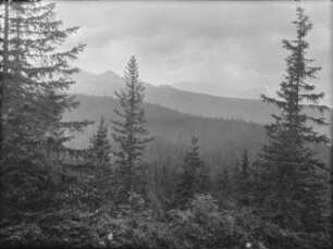 Wald : Blick über einen Wald