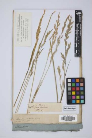 Festuca elatior