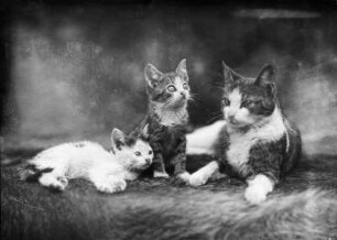 Katze mit Jungen