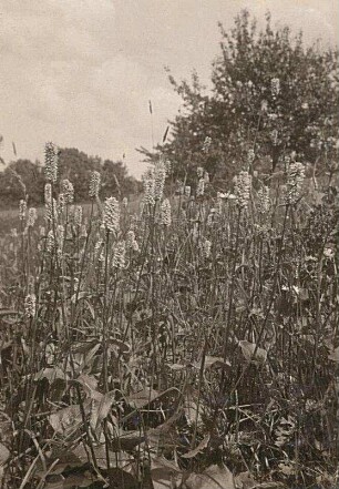 Schlangen-Knöterich (Bistorta officinalis Syn.: Persicaria bistorta (L.) Samp., Polygonum bistorta L., Bistorta major S.F.Gray) bei Bad Gottleuba