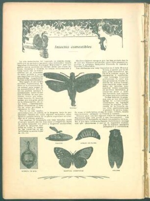 Insectos comestibles