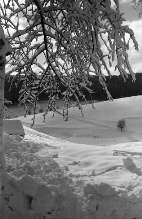 St. Märgen: Verschneiter Ast über Landschaft