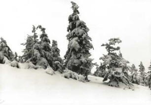 Osterzgebirge. Verschneite Fichten am Kahleberg