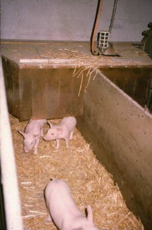 Fotografie: Abferkelstall, Ferkelaufzucht, Ferkelnest, Einstreu